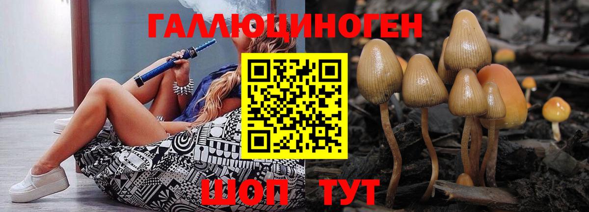 Псилоцибиновые грибы Psilocybe Тамбов